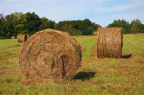 A Guide to Hay: Square Bales vs Round Bales | LearningHorses.com