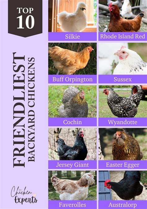 Backyard Chickens: An Ultimate Guide from the Experts! - chickenexperts
