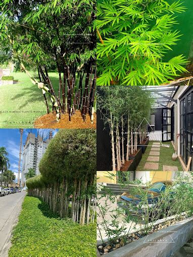 Image result for Course Line Up Examples