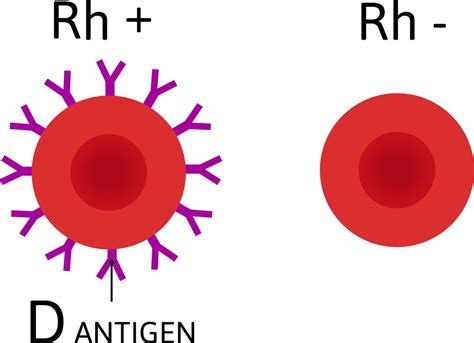 Antigens Present In Blood Group B Positive at Evie Wynyard blog