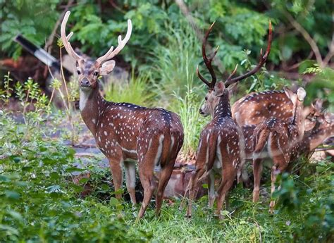 Tirumala leopard attacks: Forest department to deploy extra staff in ...