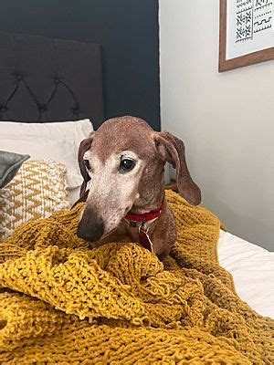 These adorable adoptable pets are looking for a good home and lots of ...