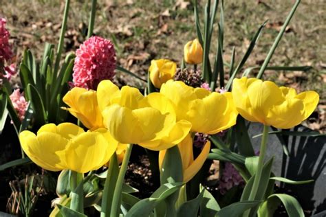 Image result for Spring Flower Garden