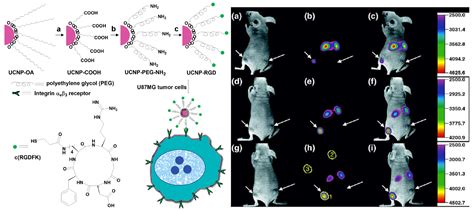 Upconverting NIR Photons for Bioimaging
