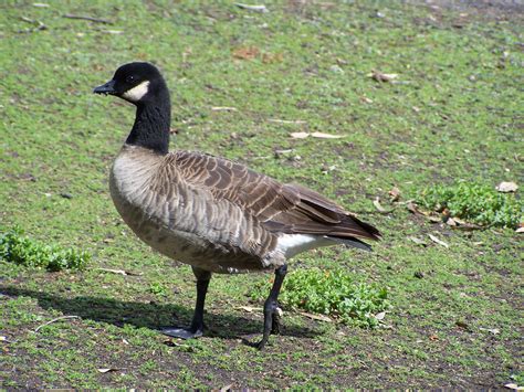 Branta Hutchinsii