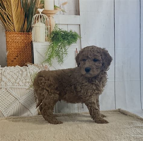 Mitch - Goldendoodle Puppy for Sale in Dundee, OH | Lancaster Puppies