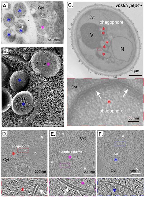 The Knowns and Unknowns of Membrane Features and Changes During ...