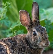 Image result for Wild Rabbit Breeds MD