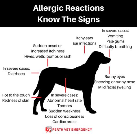 Allergic Reaction In Dogs - Our Blog | Perth Vet Emergency