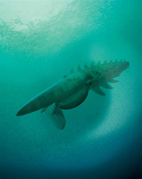 Fossils of huge plankton-eating sea creature shine light on early ...