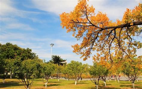 形容秋天的诗句有哪些-赞美秋天丰收的词语 - 重庆小潘seo博客