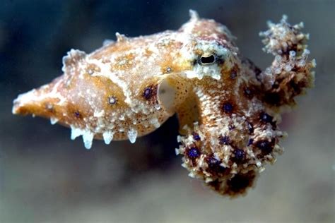 Image result for Blue-Ringed Octopus Color