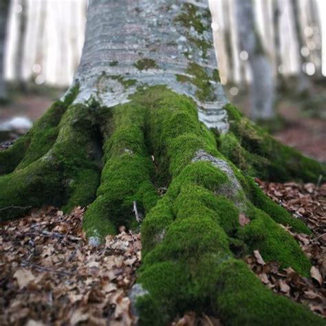 Image result for Mapping Root-Finding Algorithms