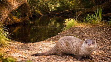 This otter got curious about my camera trap