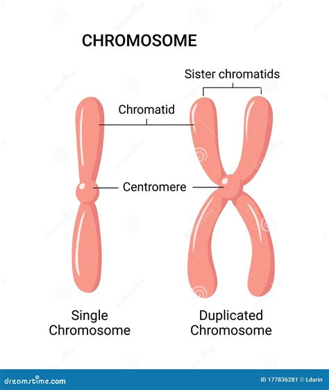 What Is The Difference Between A Chromosome And A Chromatid
