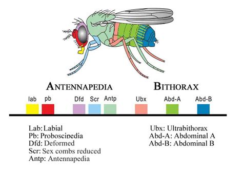 Why do limbs grow from torsos and not heads? A look at the genetic GPS ...