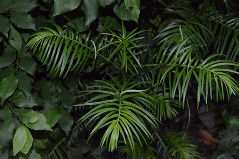 How to Plant and Grow Chinese plum-yew(Cephalotaxus fortunei)