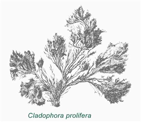 Cladophora prolifera