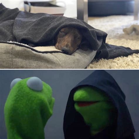 Funny Dogs Clean 的图像结果