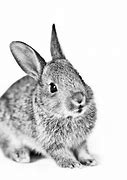 Image result for First Born Baby Rabbit