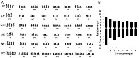 Autotetraploid Origin of Chinese Cherry Revealed by Chromosomal ...