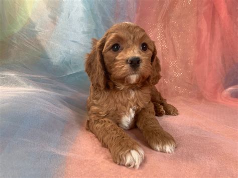 Image result for Dark Red Cockapoo