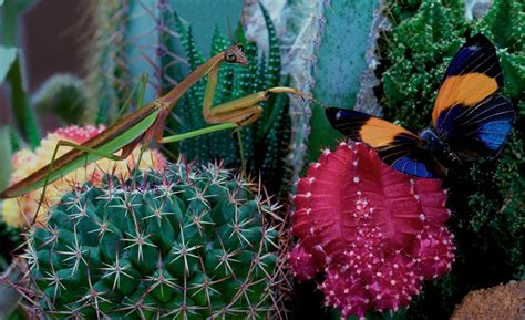 Praying Mantis Hunting 的图像结果