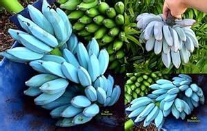 Rosarian® Verified Quality Blue Java Banana (Kela) Plant Baromasi Fruit ...