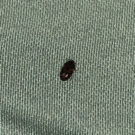 Small Round Black Bugs In Carpet at Joanne Johnson blog