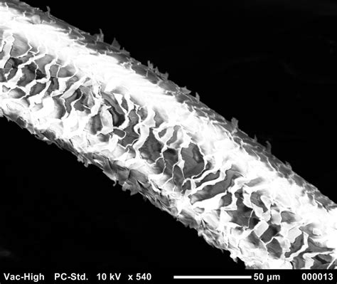 How Thick Is Human Hair In Microns - 2025 HairStyles Ideas
