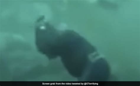 गोताखोर और शार्क के बीच जबरदस्त मुठभेड़, गोताखोर के सिर से टकराया शार्क ...