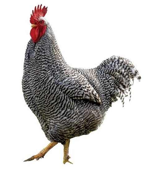 Cuckoo Maran Chicks | Stromberg's