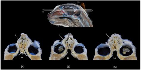 The Bony Nasal Cavity and Paranasal Sinuses of Big Felids and Domestic ...