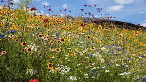 Meadow Wildflowers