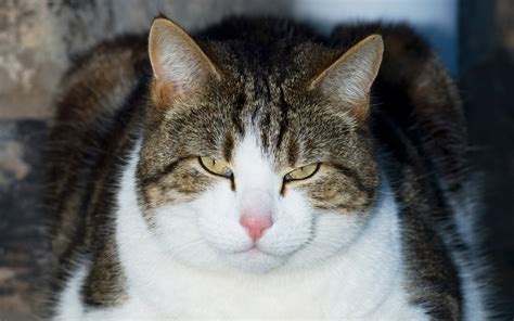 Best funny and Cute kitty cat kittens