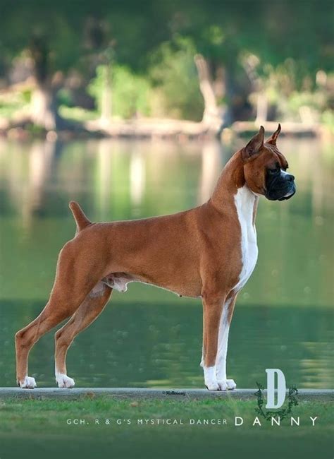 Image result for Boxer Dog Poop