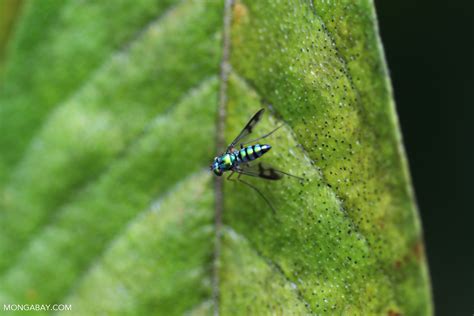Metallic green fly [Long-legged Fly, family Dolichopodidae] [brazil_0864]