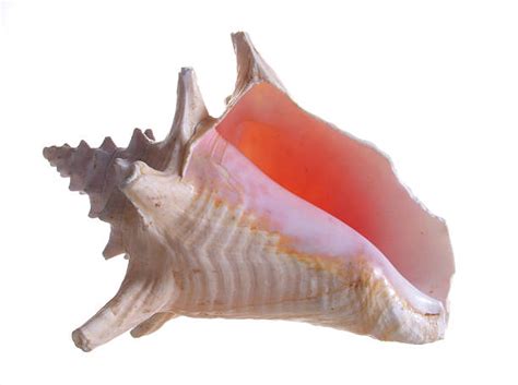 Image result for Conch Shell Soundtrack