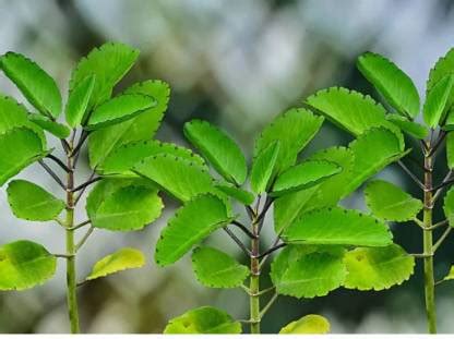 Farmplants Bryophyllum Pinnatum/Patharchatta Plant Price in India - Buy ...