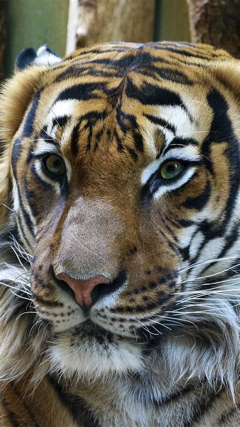 Download wallpaper 938x1668 tiger, muzzle, predator, look, big cat ...