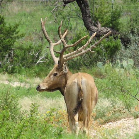 PERE DAVID — Texas Divide Ranch