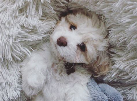 Image result for Buff Cockapoo