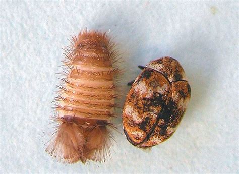 Carpet Beetle Extermination | Pest Control of Bed Bugs, Fleas and ...