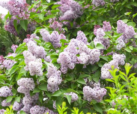 Fragrant Plant Options For Privacy Screens That Smell Great - Improve ...