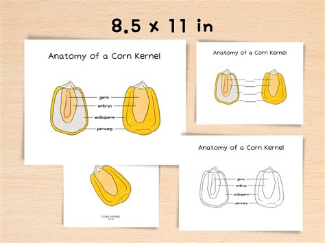 Anatomy of Corn Kernel Homeschool Resources Nature School Botany Study ...