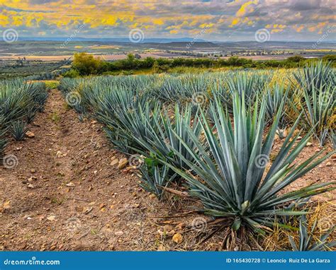 Blue Agave Plant, Ready To Make Tequila Stock Photo - Image of industry ...