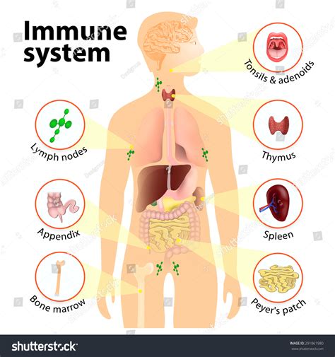 Immune System Human Anatomy Human Silhouette Stock Vector 291861980 ...