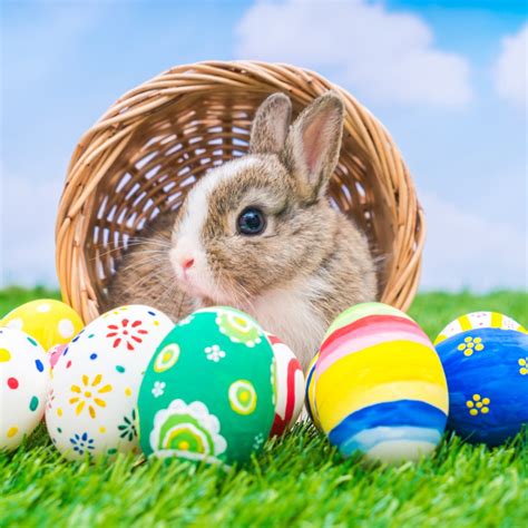 Easter & Bunnies – Your Home Pet Care