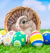 Image result for Easter Bunnies Pics