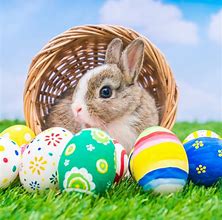 Image result for Easter Bunny Photography
